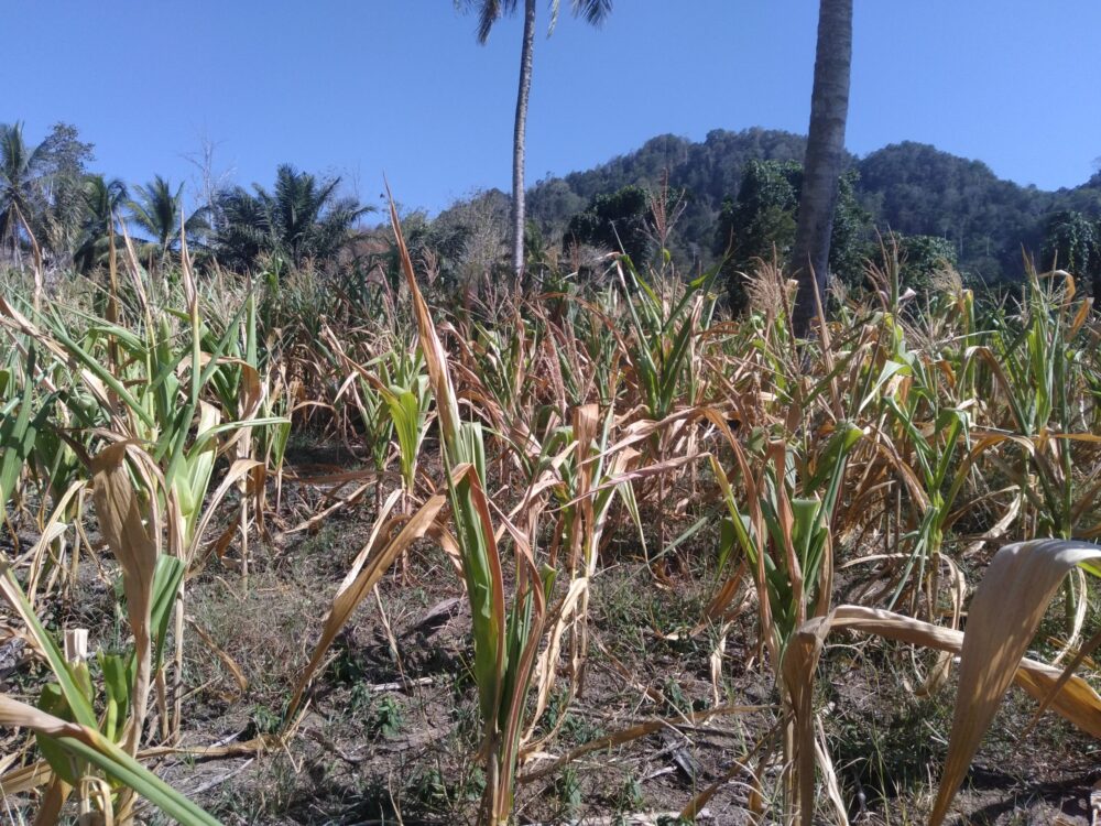 Petani Jagung Di Bone Bolango Gagal Panen Read Id