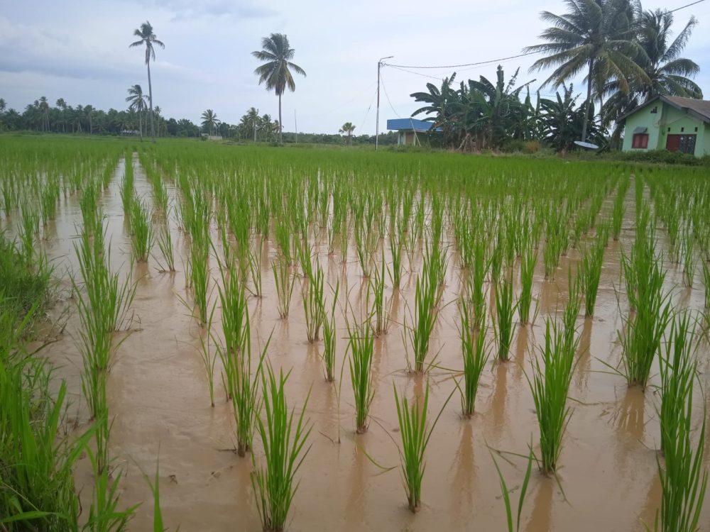 Petani Pohuwato Terancam Gagal Panen Akibat Limbah Tambang Ilegal Read Id