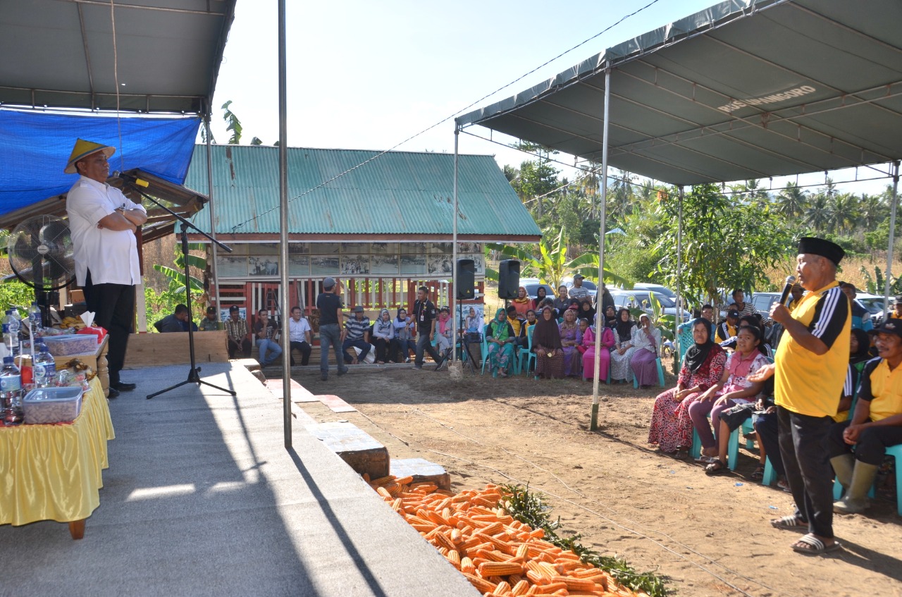 Petani Di Gorontalo Jangan Terjebak, Apalagi Menjual Jagung Basah