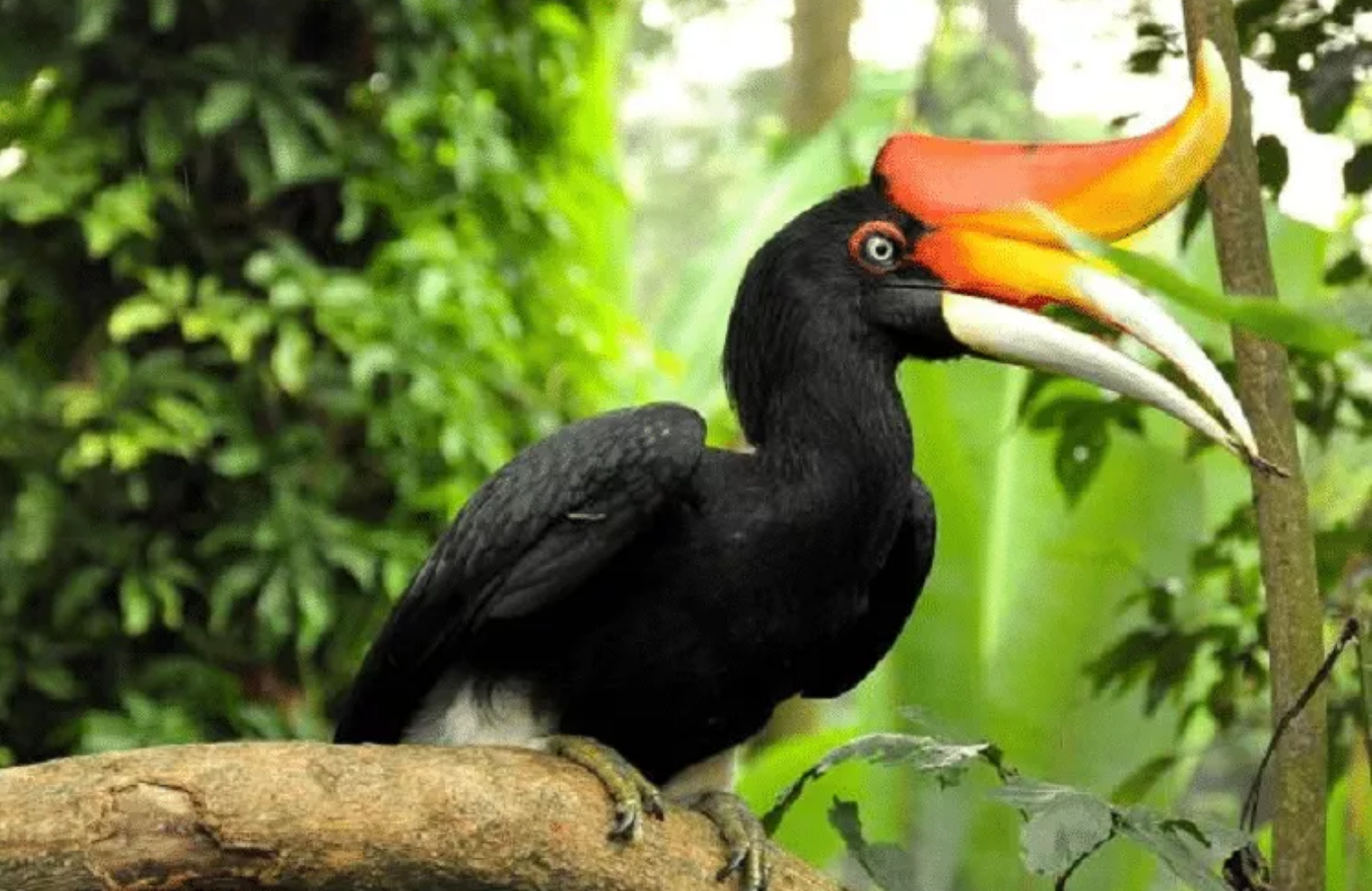Sebagai Penolak Bala, Burung Ini Resmi Sebagai Branding Pariwisata Gorontalo