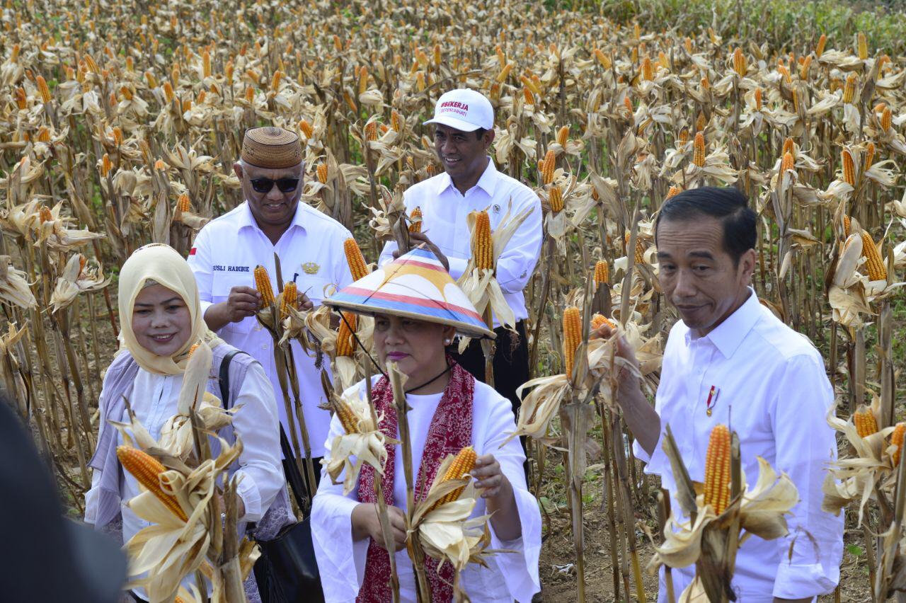 Presiden dan Gubernur Gorontalo Rusli Habibie Panen Jagung di Gorontalo Utara