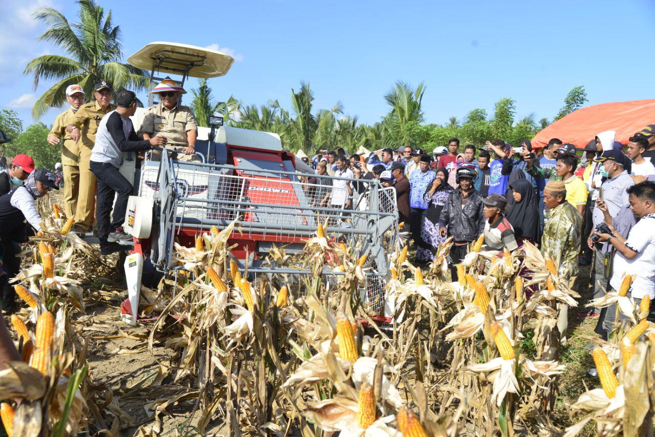 Hadiri Panen Di Randangan, Gubernur Gorontalo Ungkit Tantangan Dari Mentan