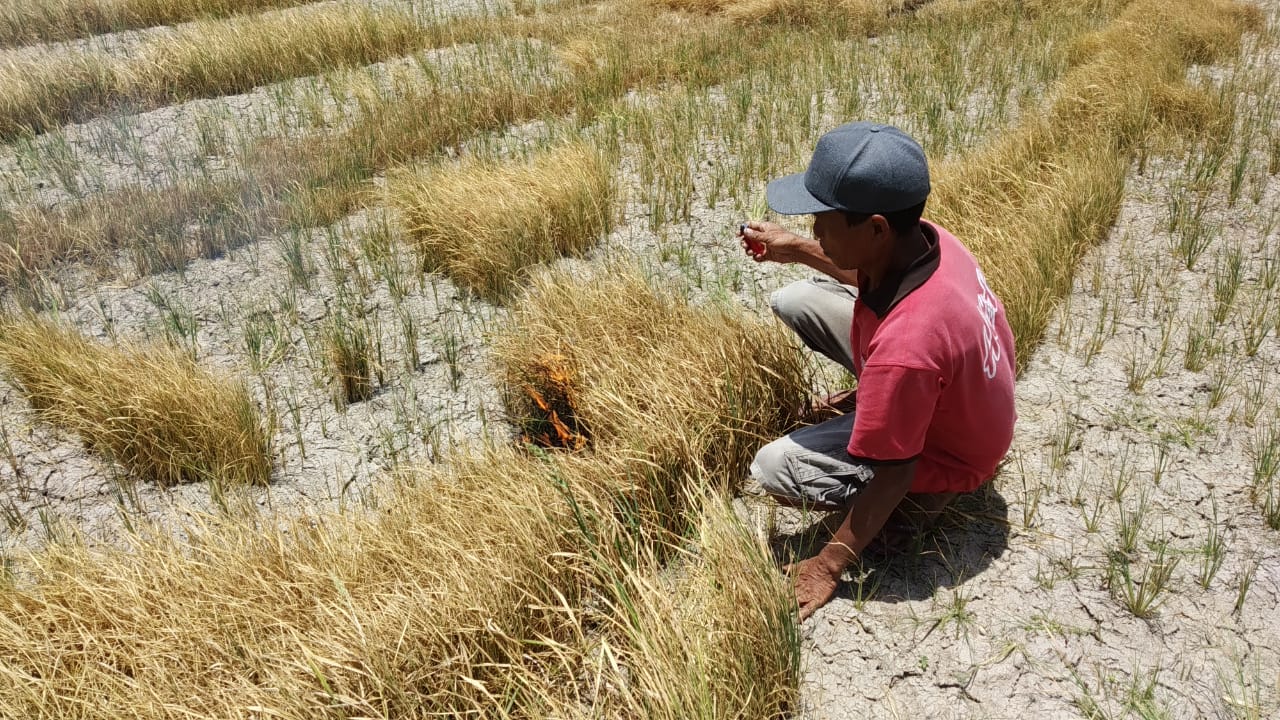 Pemprov Gorontalo Imbau Petani Manfaatkan Asuransi Pertanian