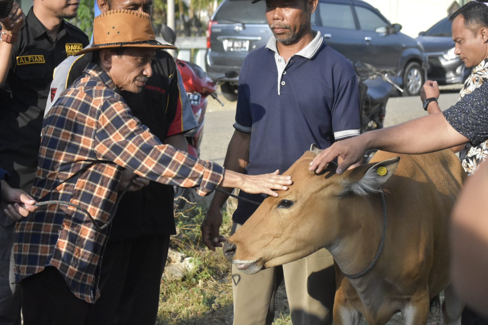 Nelson serahkan bantuan 120 ekor sapi ke warga Transmigrasi