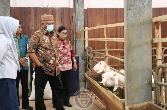 Gubernur: Gorontalo cukup prospektif untuk pengembangan ternak kambing