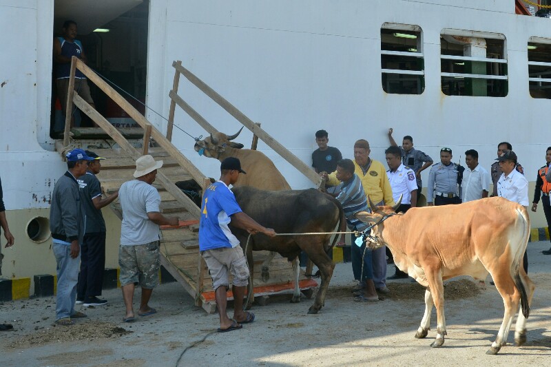 Pelayanan Kapal Tol Laut diharapkan bisa tingkatkan kesejahteraan peternak sapi