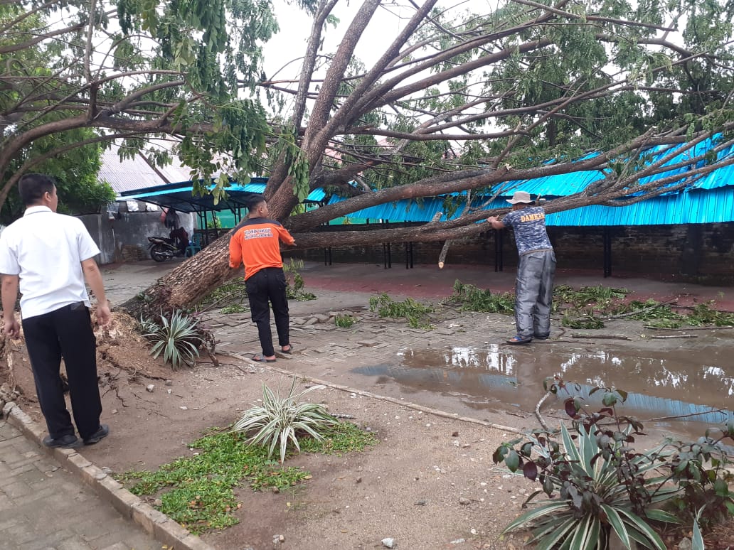 Sehari dua pohon tumbang, BPBD imbau masyarakat waspada