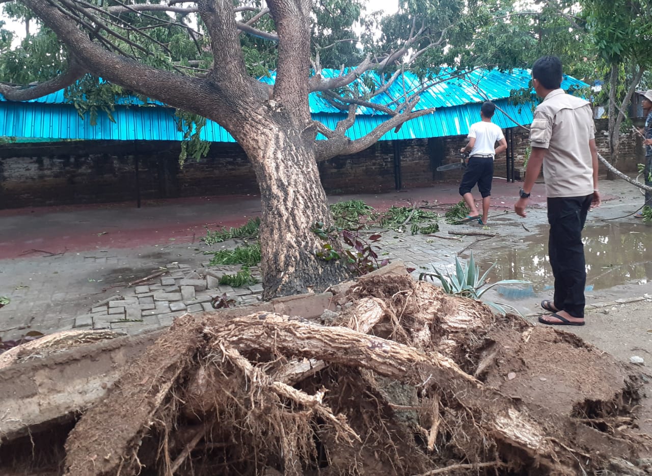 Cuaca Buruk, BPBD Imbau Warga Waspada Pohon Tumbang