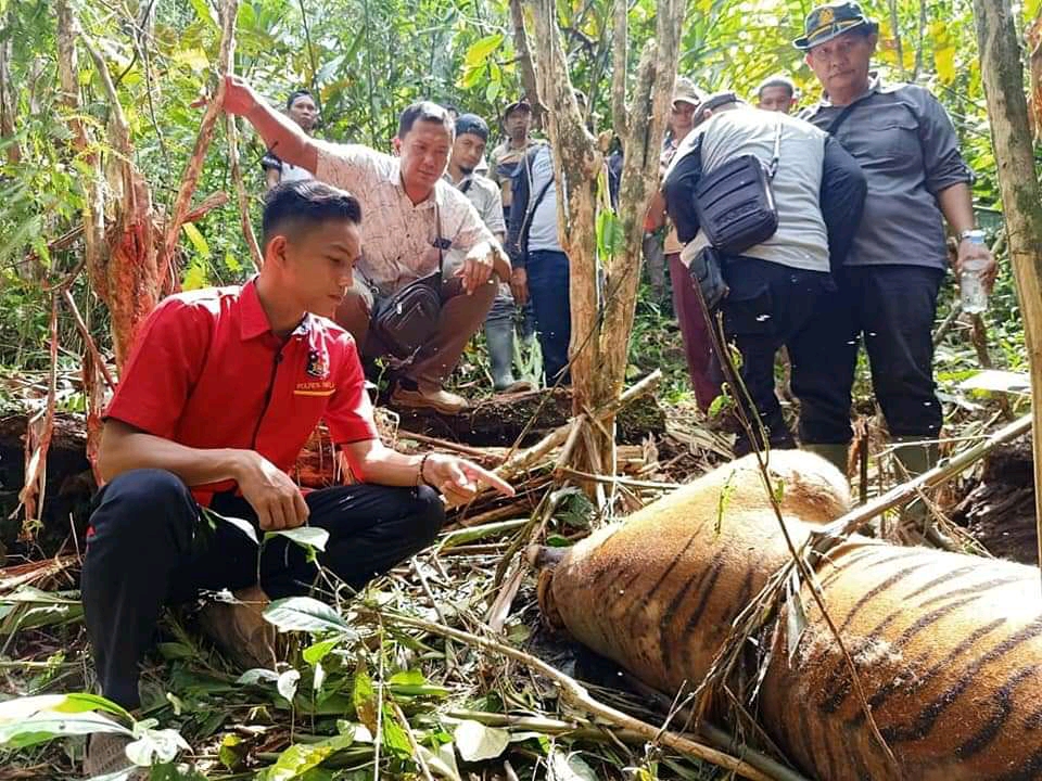 Harimau Sumatera Mati Terjerat Kawat, Polisi Buru Pelakunya