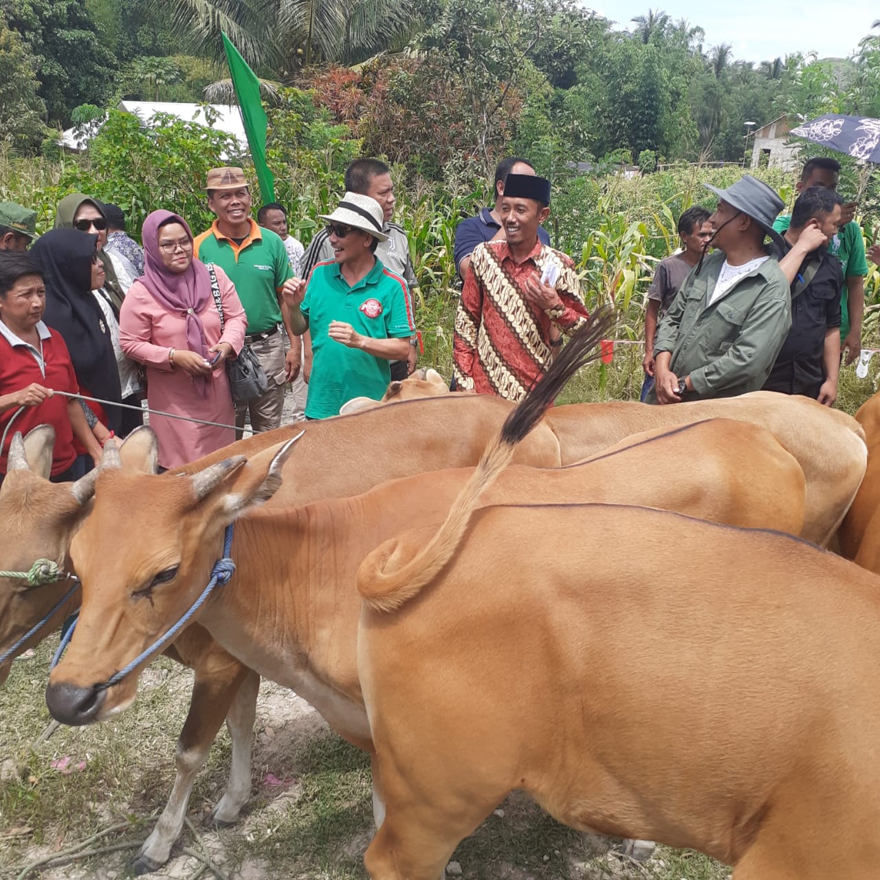 Bupati Gorontalo Dorong Warga Tingkatkan Populasi Ternak Sapi