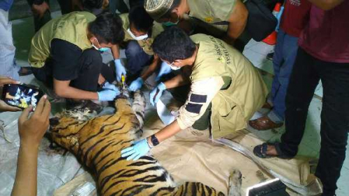 Harimau Mati Dijerat Di Area Hutan Konsesi, Aparat Harus Kejar Pelakunya