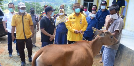 Gubernur Rusli Serahkan Bantuan Ternak Sapi di Tomilito