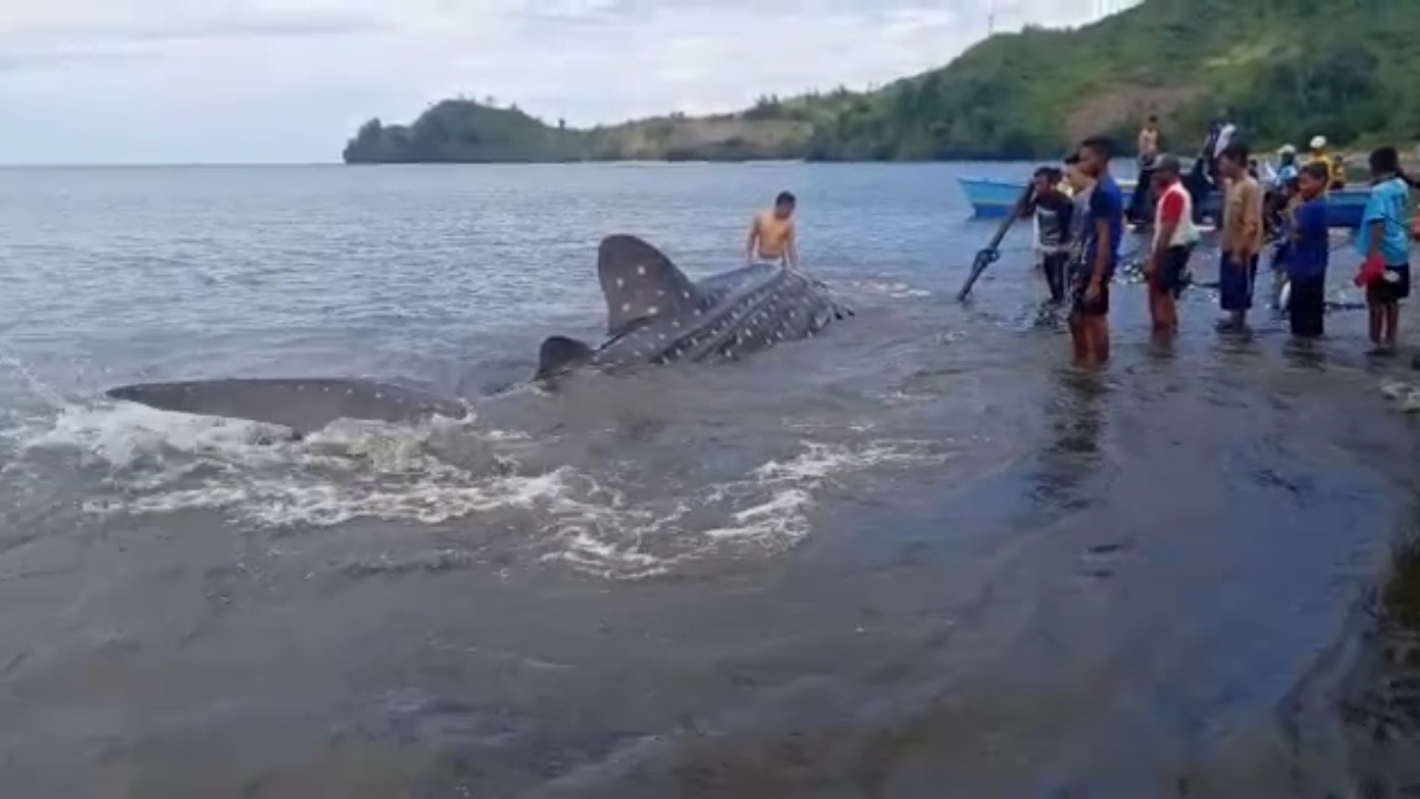 Video Seekor Hiu Paus Tersangkut Jaring Nelayan di Gorontalo