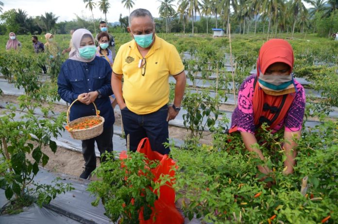 Masyarakat Diharapkan Kembangkan Varietas Cabai Lokal Gorontalo