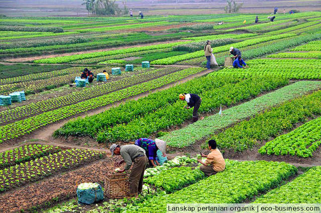 Peningkatan Produksi Pertanian di Kabupaten Gorontalo Terus Dilakukan
