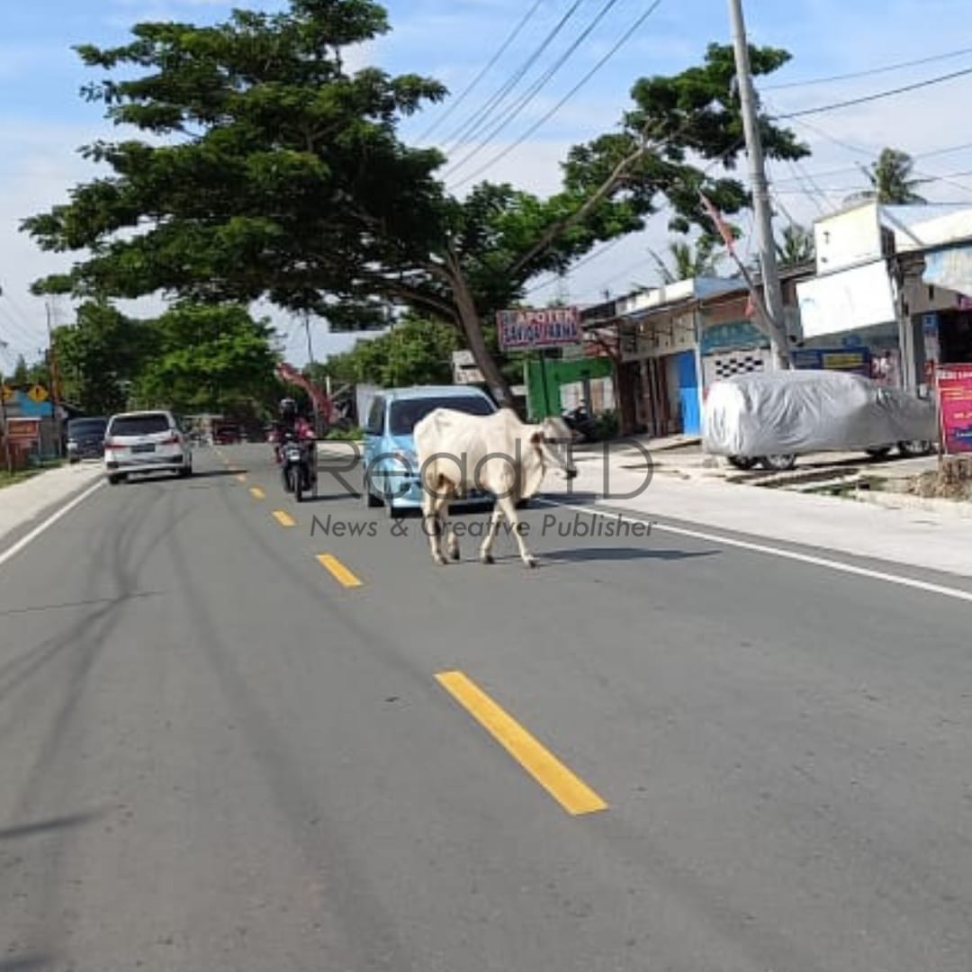 Pengendara di Palu Keluhkan Hewan Ternak Berkeliaran di Jalan Raya
