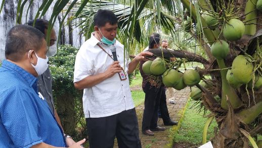Pengembangan Kelapa Gorontalo