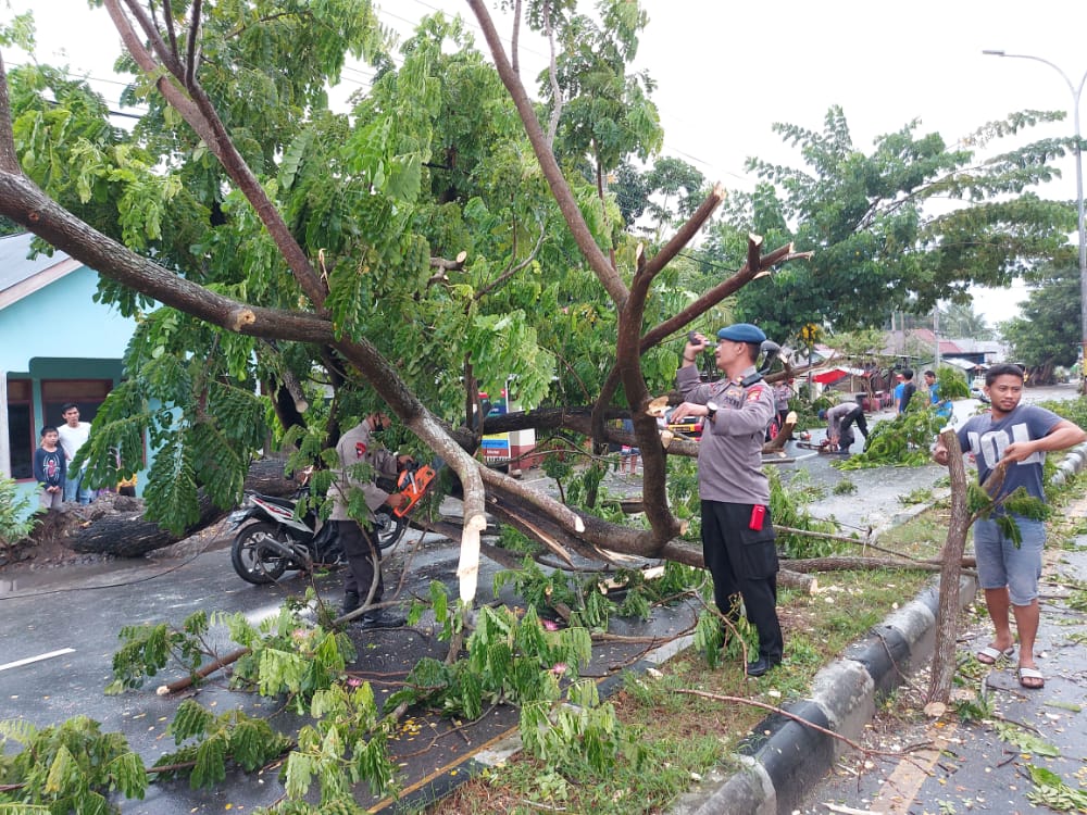 Tim SAR Ilato Brimob Evakuasi Pohon Tumbang