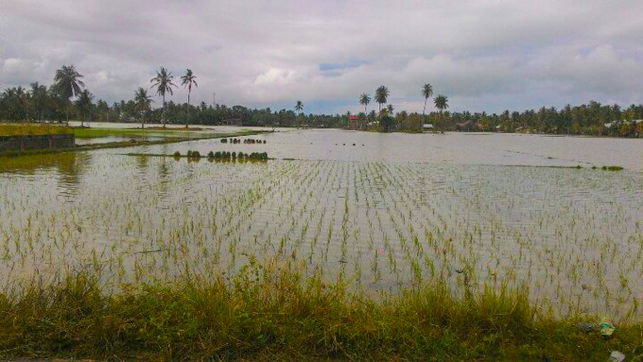 Gagal Panen Akibat Banjir, DPRD Gorut Minta Keseriusan Bupati