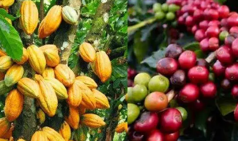 Produksi Kopi dan Kakao di Kotamobagu Capai Ratusan Ton