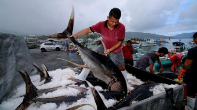 Pemerintah Terus Perluas Akses Ekspor bagi Industri Ikan Skala Kecil