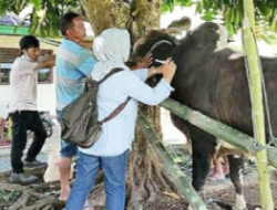 DP2 Kotamobagu Lakukan Pengawasan Hewan Ternak