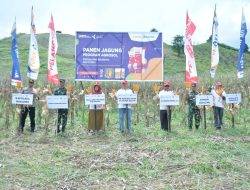 Capai Hasil Maksimal Agrosolution Pupuk Kaltim Dorong Produktivitas Jagung Boalemo