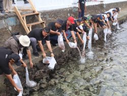 Kementerian Kelautan dan Perikanan Tebar 3.000 Benih Ikan Nemo di Perairan Maluku Utara