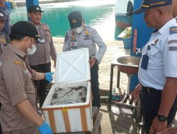 Polsek Kpg Gorontalo Bersama Petugas Karantina Ikan Dan Hewan Temukan 30kg Daging Babi dan Tikus