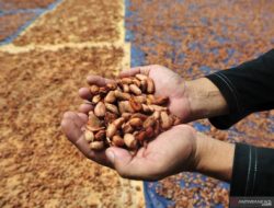 Bubuk Kakao Indonesia Masuk Pasar Mesir