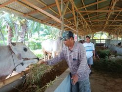 Kelompok Peternak Binaan PGP, Siap Penuhi Kebutuhan Daging Pada Hari Raya Kurban