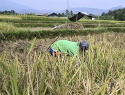 Kementan : Prediksi Kemarau Panjang dapat Sebabkan Gagal Panen