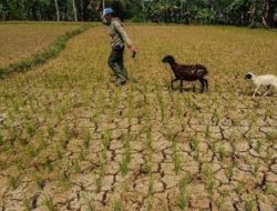 Terdampak El Nino Kini Kabupaten Tanggerang Kekurangan Air Bersih