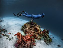 Nikmati Keindahan Bawah Laut Indonesia Dengan Freediving