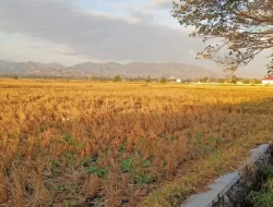 Wali Kota Gorontalo pastikan masyarakat dapat air bersih dampak El Nino