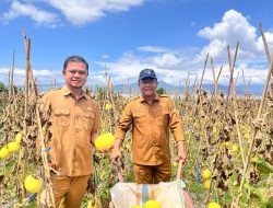 Sekda Provinsi Gorontalo Panen Melon Golden di Desa Barakati