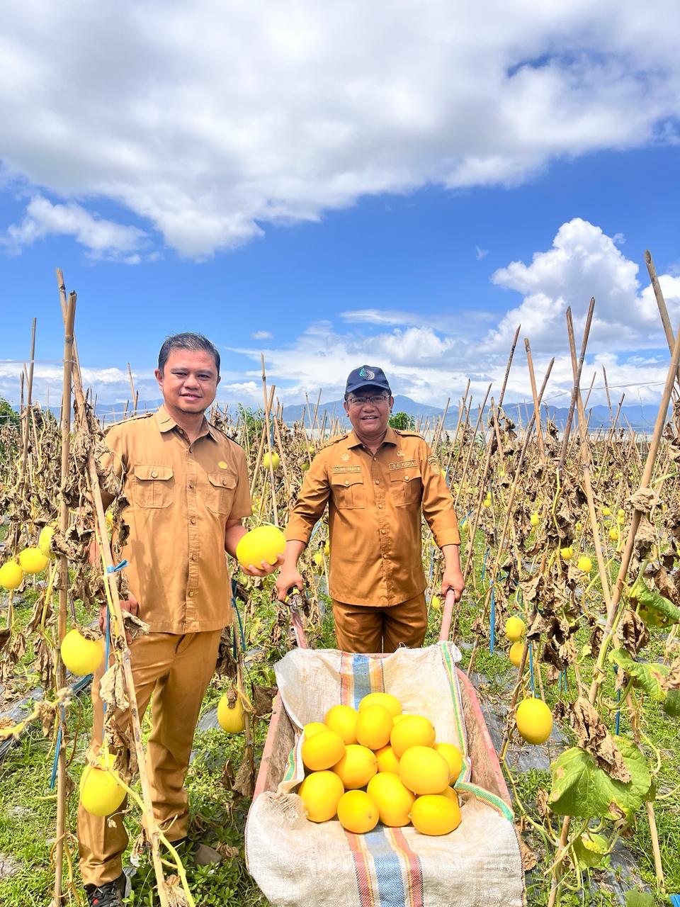 Sekda Provinsi Gorontalo Panen Melon Golden