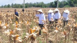 Panen Jagung di Desa Kotaraja, Presiden Jokowi Dorong Produksi dan Harga Jagung Meningkat