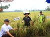 Penjabat Wali Kota Panen Raya Padi dan Serahkan Alsintan ke Poktan di Bungko