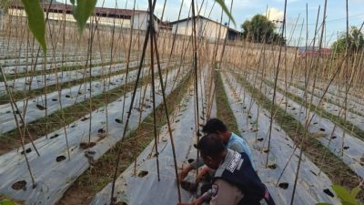 Bhabinkamtibmas Huangobotu Cek Lahan Pertanian