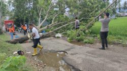 Satuan Samapta Polresta Gorontalo Kota Tanggap Bencana, Bersihkan Pohon Tumbang yang Halangi Jalan