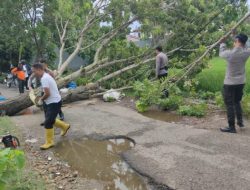 Satuan Samapta Polresta Gorontalo Kota Tanggap Bencana, Bersihkan Pohon Tumbang yang Halangi Jalan