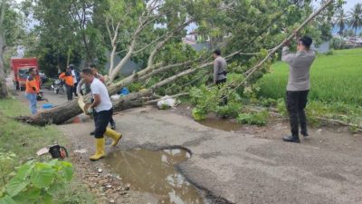 Samapta Polresta Gorontalo Kota Bersihkan Pohon Tumbang