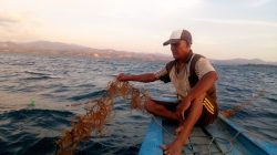 Erosi Diduga Penyebab Matinya Rumput Laut di Gorontalo Utara