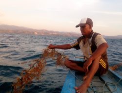 Erosi Diduga Penyebab Matinya Rumput Laut di Gorontalo Utara