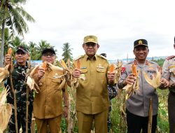 Program Tanam Jagung Polda Gorontalo Berbuah Manis, Penuhi Target Ketahanan Pangan Nasional