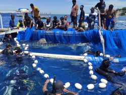 Hiu Paus Botubarani Kini Online: Satelit Tagging Ungkap Rahasia Migrasi Raksasa Laut