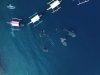 Hiu Paus dan Harapan dari Perairan Gorontalo