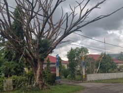 Pohon Lapuk di Depan Kantor Pemerintahan Bolmut Ancam Keselamatan Warga