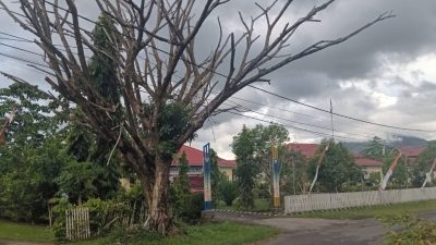Pohon Lapuk di Depan Kantor Pemerintahan Bolmut Ancam Keselamatan Warga